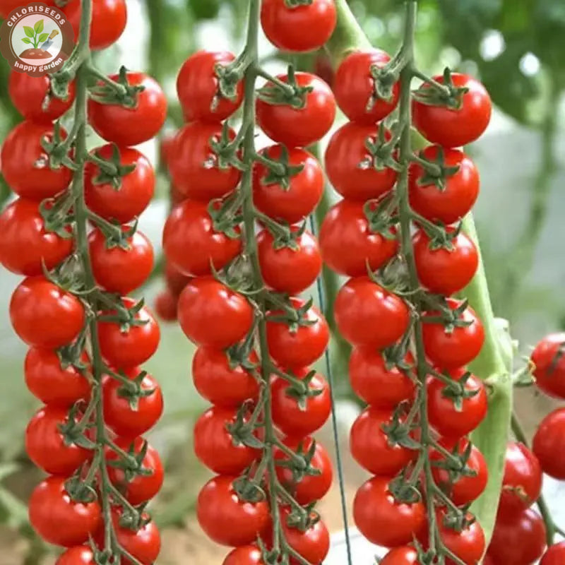 Waterfall Tomatoes Seeds-High Yield