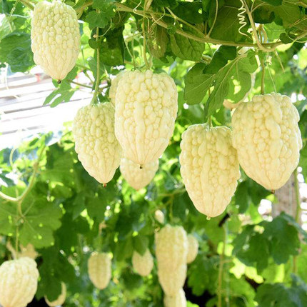 Apple Balsam Pear Seeds