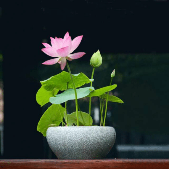 THE PREMIUM BONSAI LOTUS FLOWER SEEDS