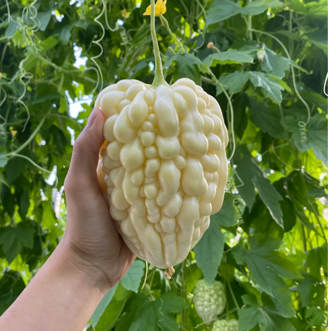 Apple Balsam Pear Seeds