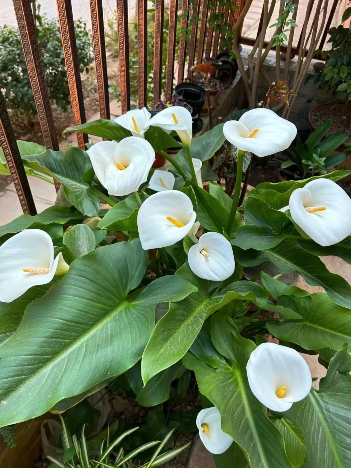 Artificial Calla Lily Flowers💐