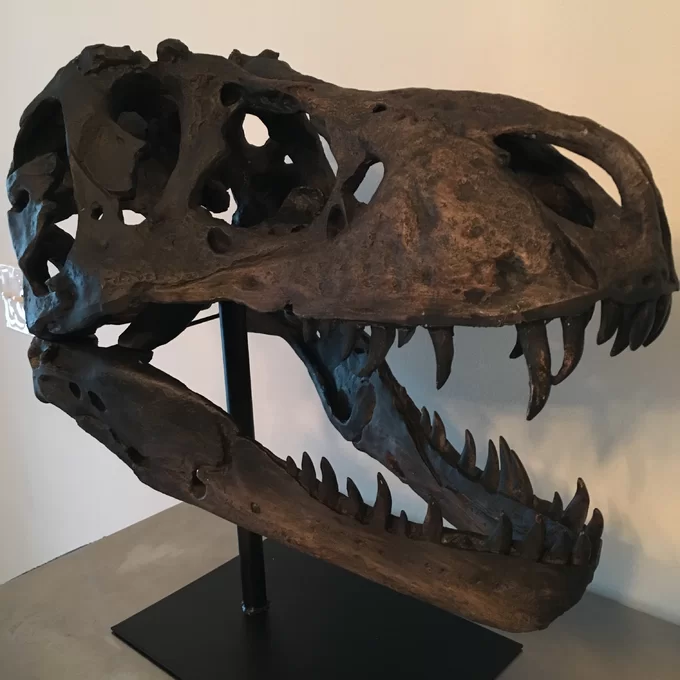 🔥-1/10 scale model of Tyrannosaurus Rex skull