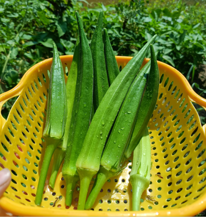 Fruit Okra Seeds – lionclay