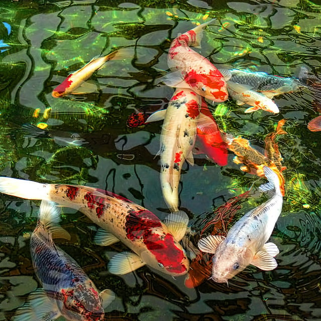 🎁Fish for Garden Lawn Pond Decoration🐟