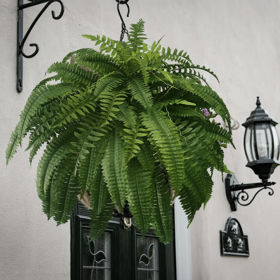 💥UV Resistant Lifelike Artificial Boston Fern