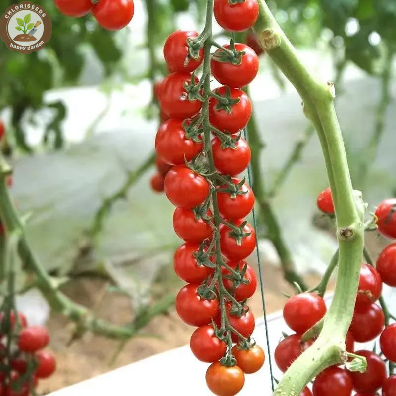 Waterfall Tomatoes Seeds-High Yield